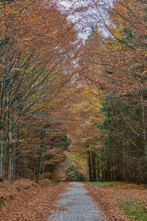 Gemeinde Bayerisch_Eisenstein Landkreis Regen Hans-Watzlik-Hain Wanderweg (Dirschl Johann) Deutschland REG